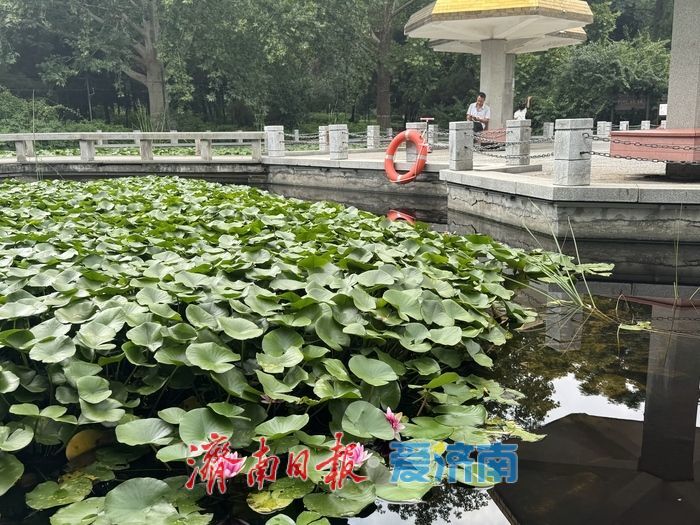 一株紫薇绽芳华 点亮济南初秋好景致