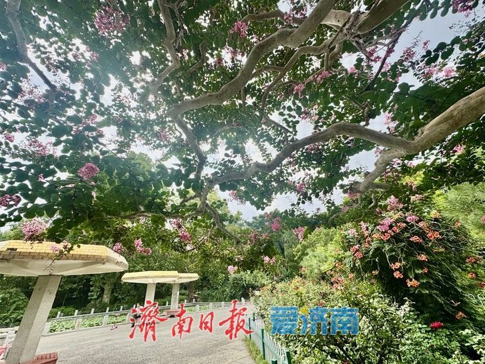一株紫薇绽芳华 点亮济南初秋好景致