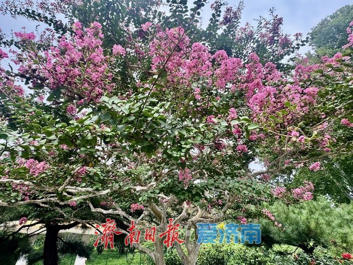 一株紫薇绽芳华 点亮济南初秋好景致