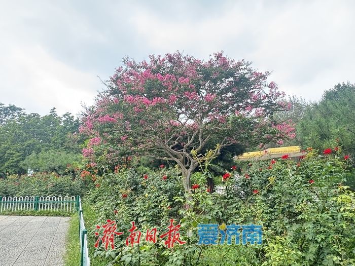 一株紫薇绽芳华 点亮济南初秋好景致