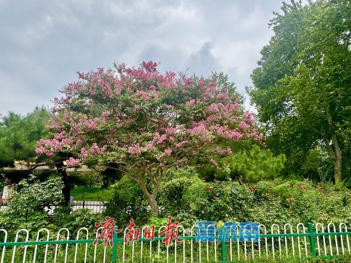 一株紫薇绽芳华 点亮济南初秋好景致