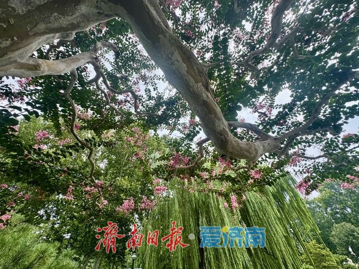 一株紫薇绽芳华 点亮济南初秋好景致
