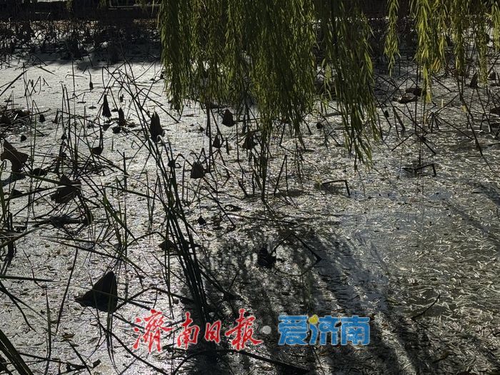 暖阳映残荷 冬日荷景绘就诗意画卷