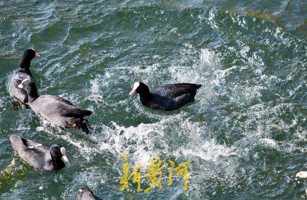 白骨顶鸡逐浪大明湖见证泉城生态之美