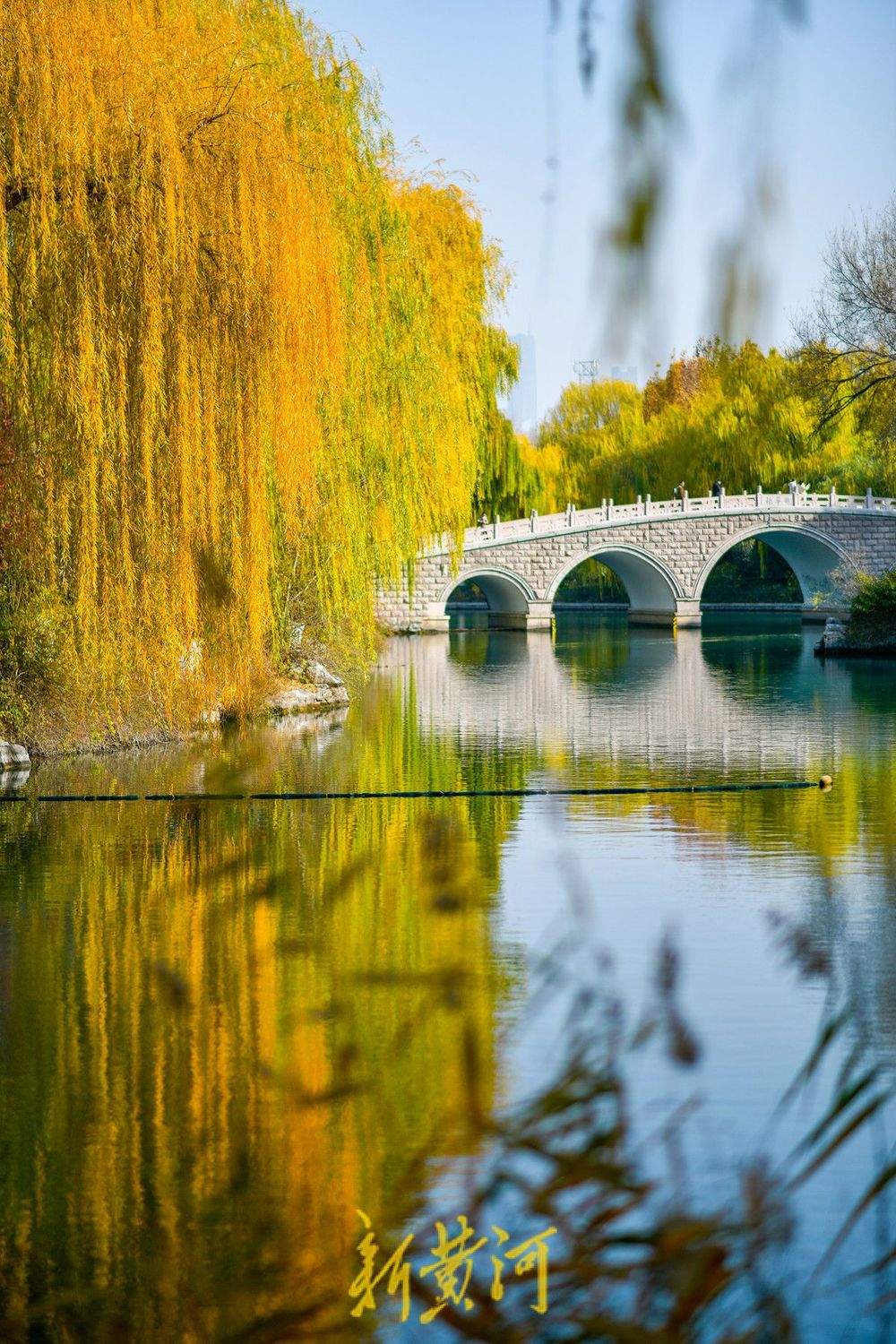 冬日暖阳映照大明湖 金黄垂柳装点“秋韵冬景”