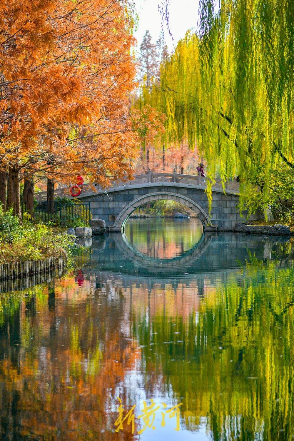 冬日暖阳映照大明湖 金黄垂柳装点“秋韵冬景”