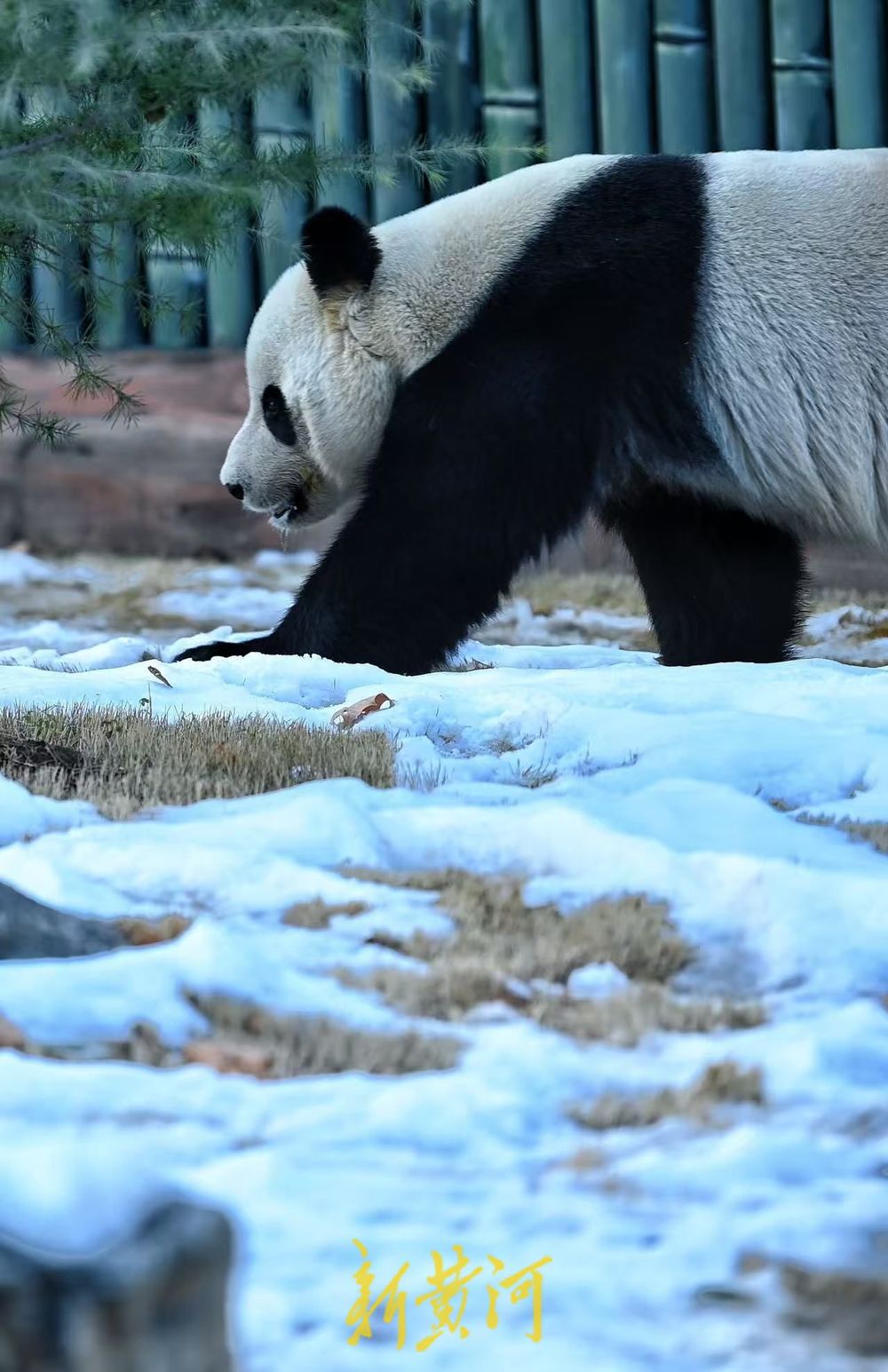济南雪后初霁 大熊猫雅吉踏雪嬉戏引游人驻足