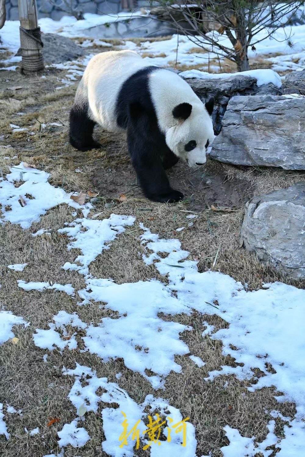 济南雪后初霁 大熊猫雅吉踏雪嬉戏引游人驻足