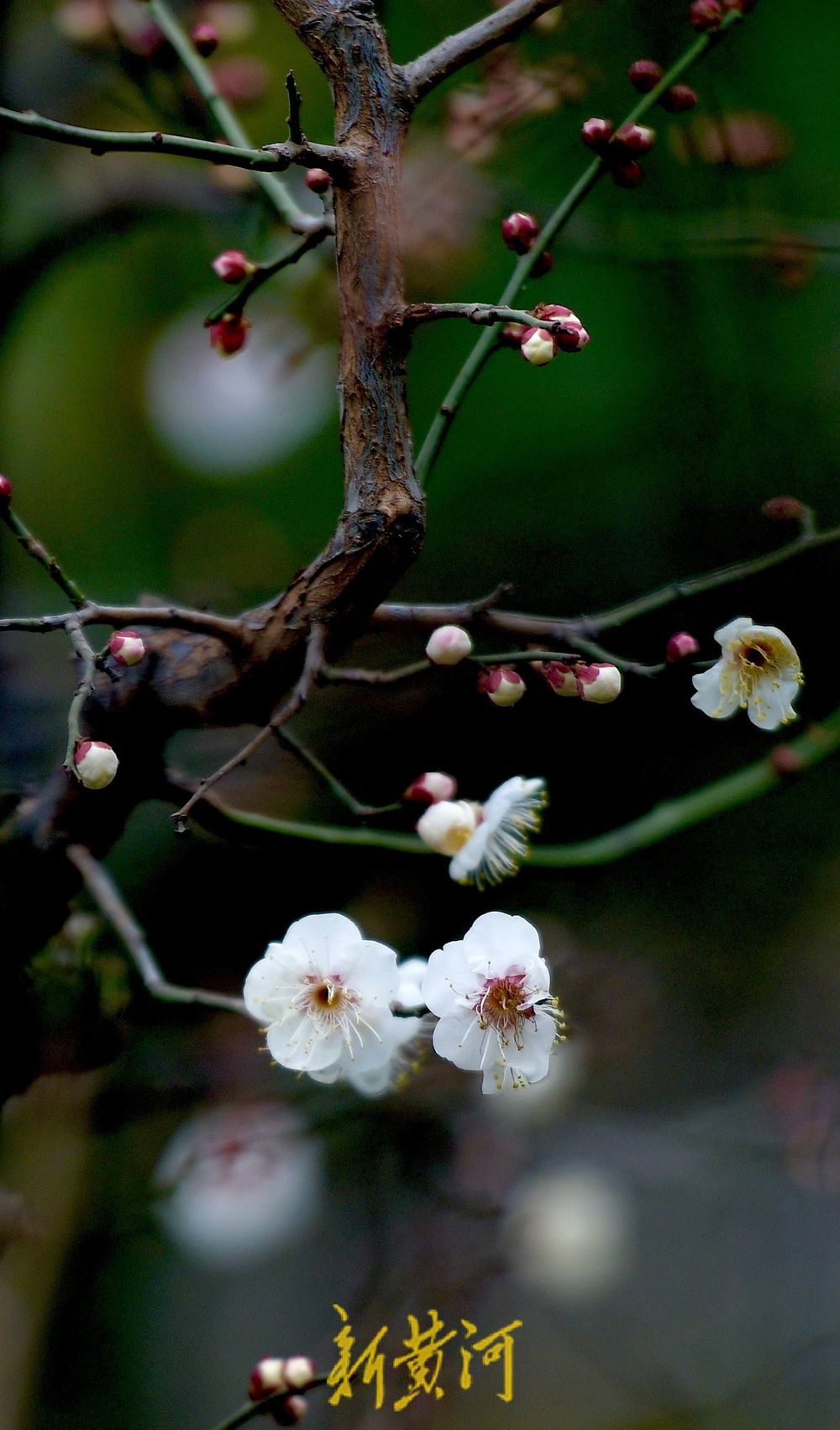 济南冬日里的惊喜，趵突泉畔蜡梅花开