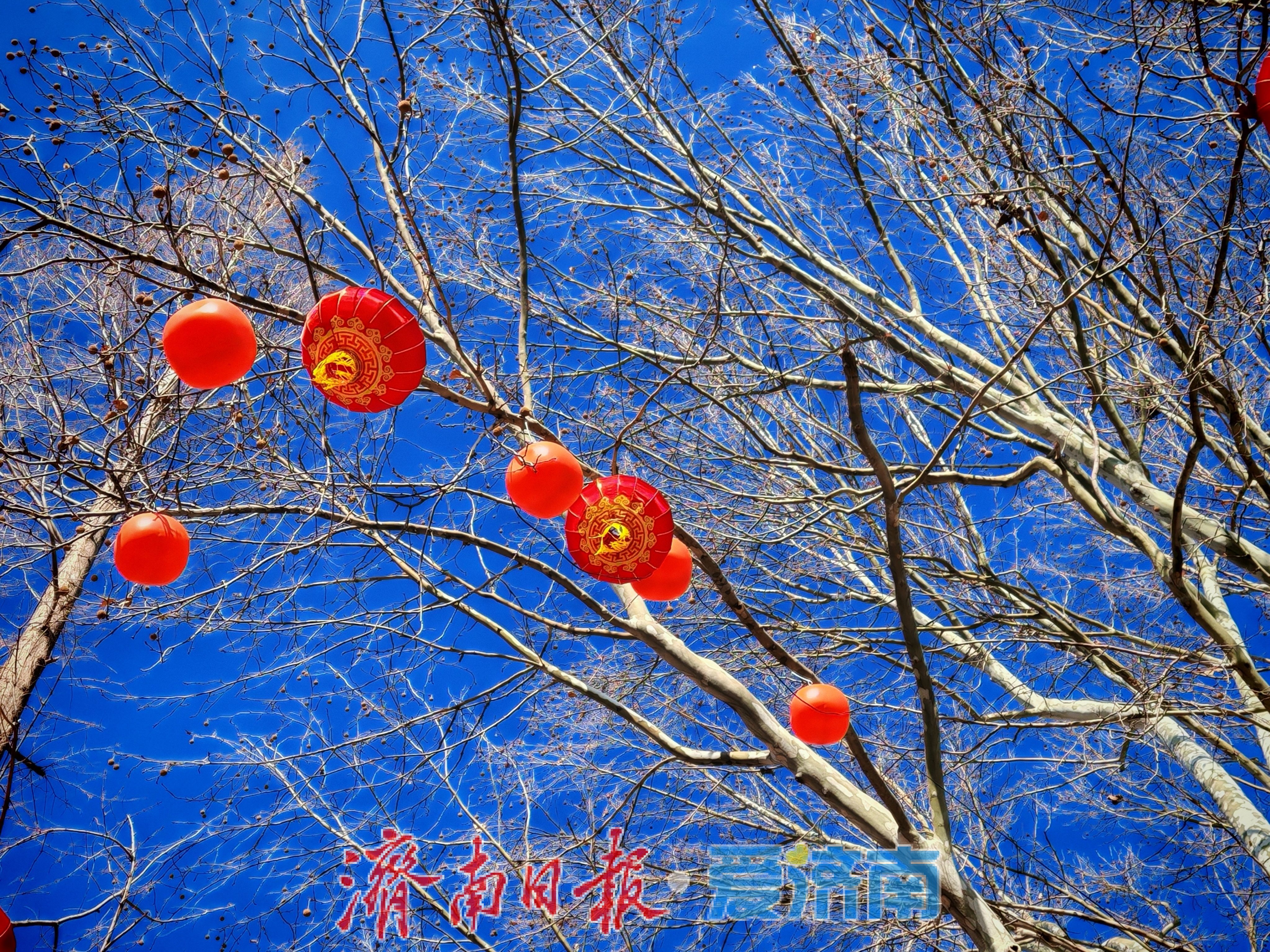 一年四季 泉在济南丨大明湖畔灯笼红 泉城迎春氛围渐浓