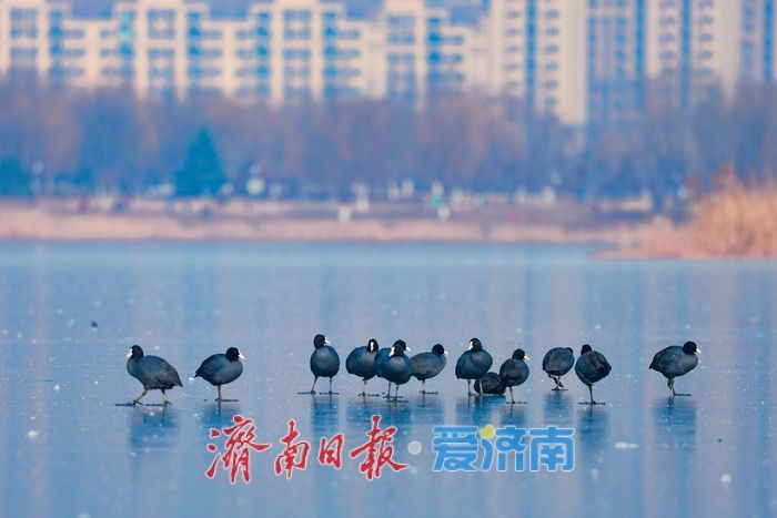 冰湖映羽衣 华山湖水鸟演绎冬日灵动画卷