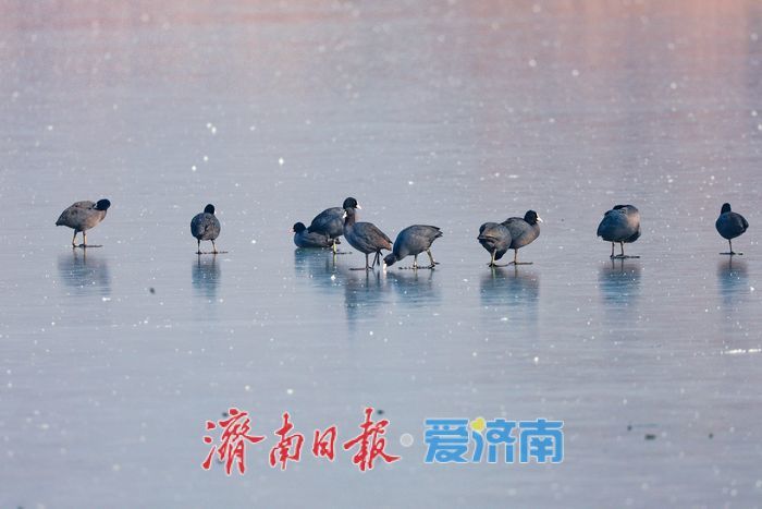 冰湖映羽衣 华山湖水鸟演绎冬日灵动画卷