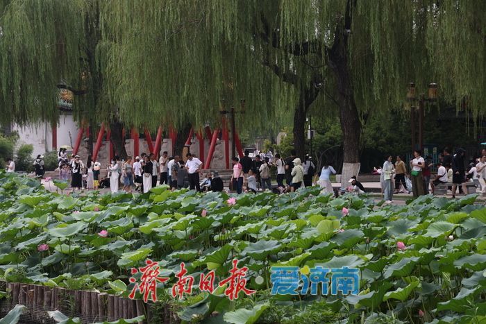 一年四季 泉在济南|荷风送香!大明湖荷花盛放引游人打卡