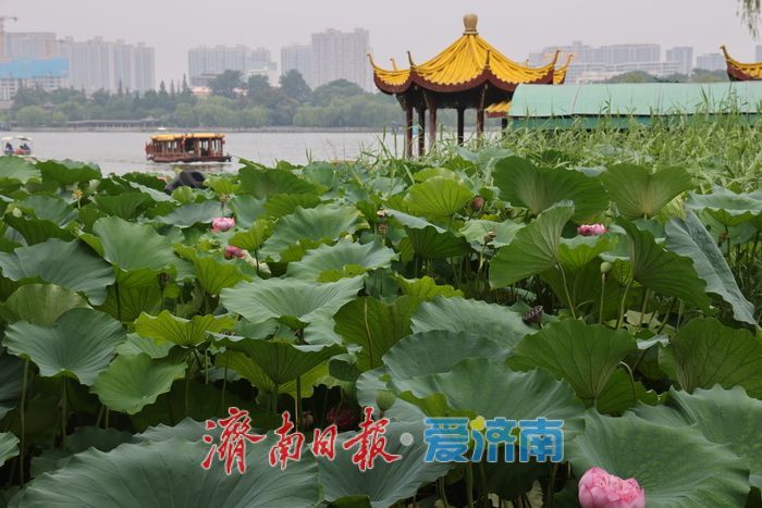 一年四季 泉在济南|荷风送香!大明湖荷花盛放引游人打卡