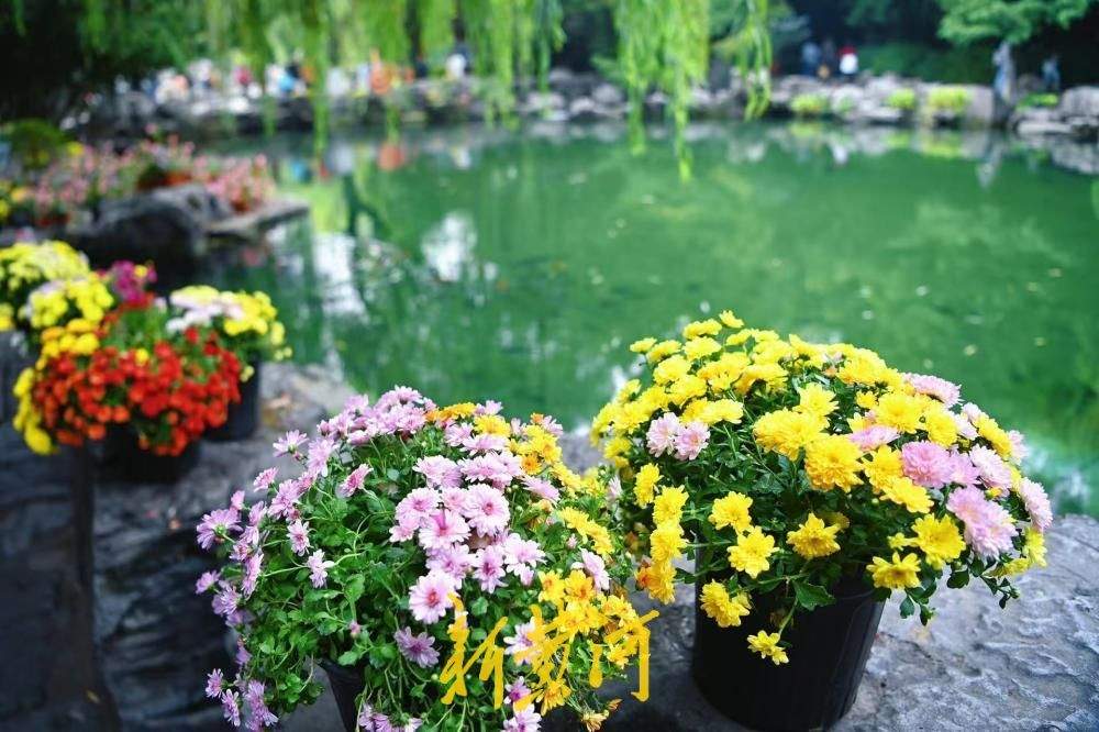 清泉映秋菊，济南趵突泉景区秋意盎然